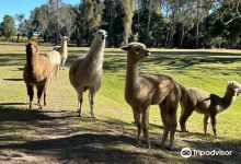 Cardiff Alpacas景点图片