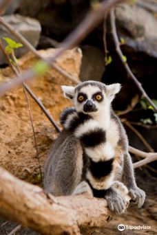 Parque Ecologico Las Aguilas del Teide-阿罗纳