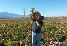 Jaker's Pumpkin Patch景点图片