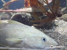 基尔水族馆-基尔