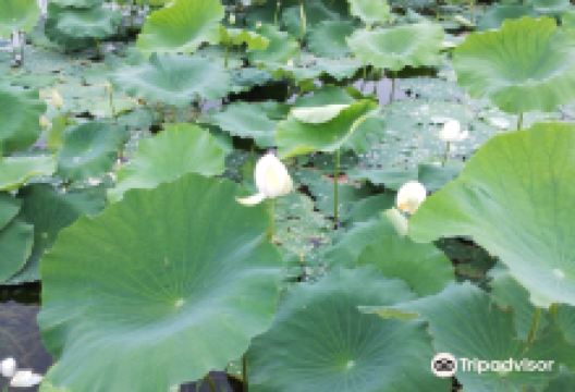 棋山国家森林公园景点图片