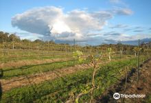 Flyfaire Wines景点图片