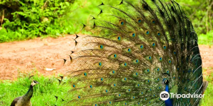 Sariska National Park