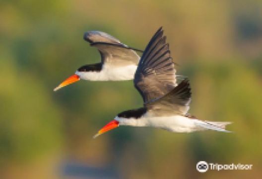Steenbok Safari景点图片