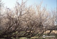 Yunomiya Zarombai景点图片