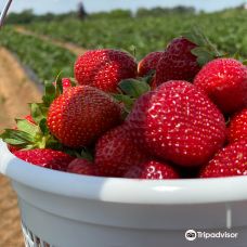 Southern Belle Farm-麦克多诺