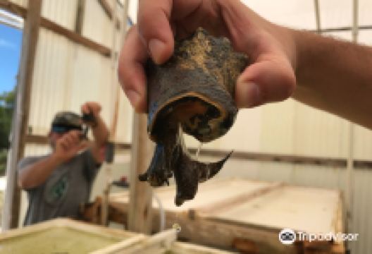 Caicos Conch Farm景点图片