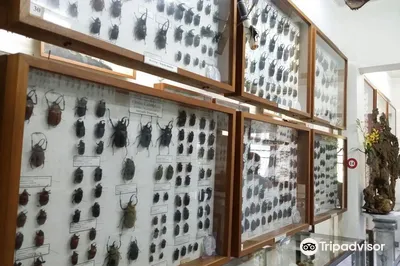 世界昆虫与自然奇观博物馆