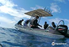 The Dive Centre - The Big Fish购物图片