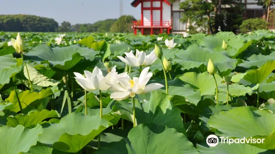 Komizugaike Pond