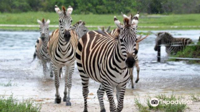 雄獅動物野生王國