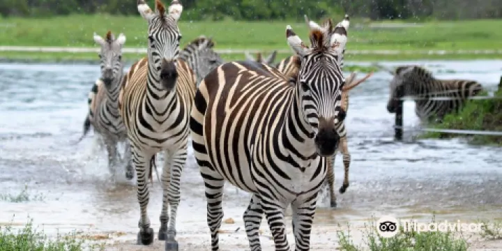 雄獅動物野生王國