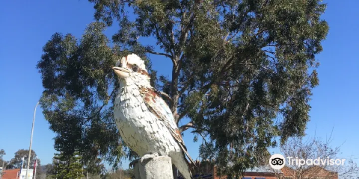 Big Kookaburra