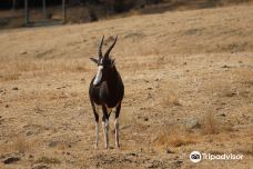 Safari West-圣罗莎