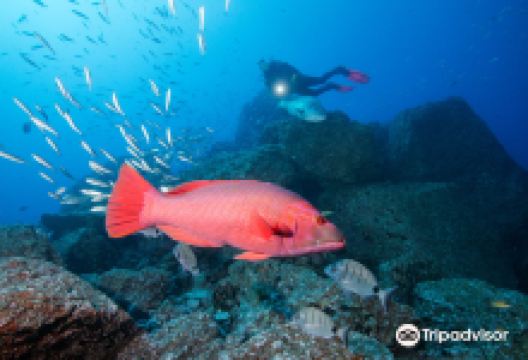 Manta Diving Madeira景点图片