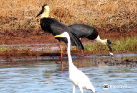 Munderi Bird 🕊️🐦 sanctuary 🐦景点图片