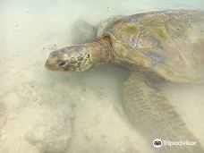 Turtle Sanctuary-埃法特岛