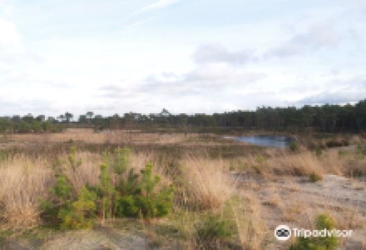 Ossendrechtse duinen景点图片