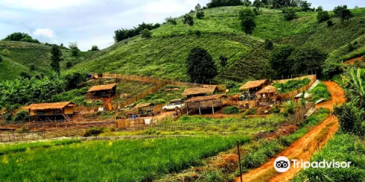 Elephant Steps Chiang Rai