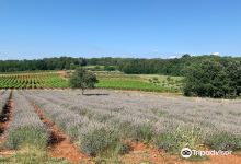 Lavanda Deklevi景点图片