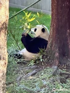 国家动物园-华盛顿