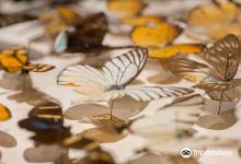 Idaho Museum of Natural History景点图片