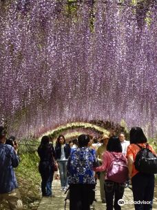 河内藤园-北九州
