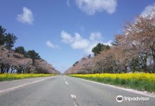 Nanohana Road景点图片