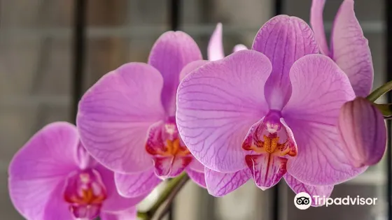 Aprovaca (The Orchid Nursery & Conservation Center)