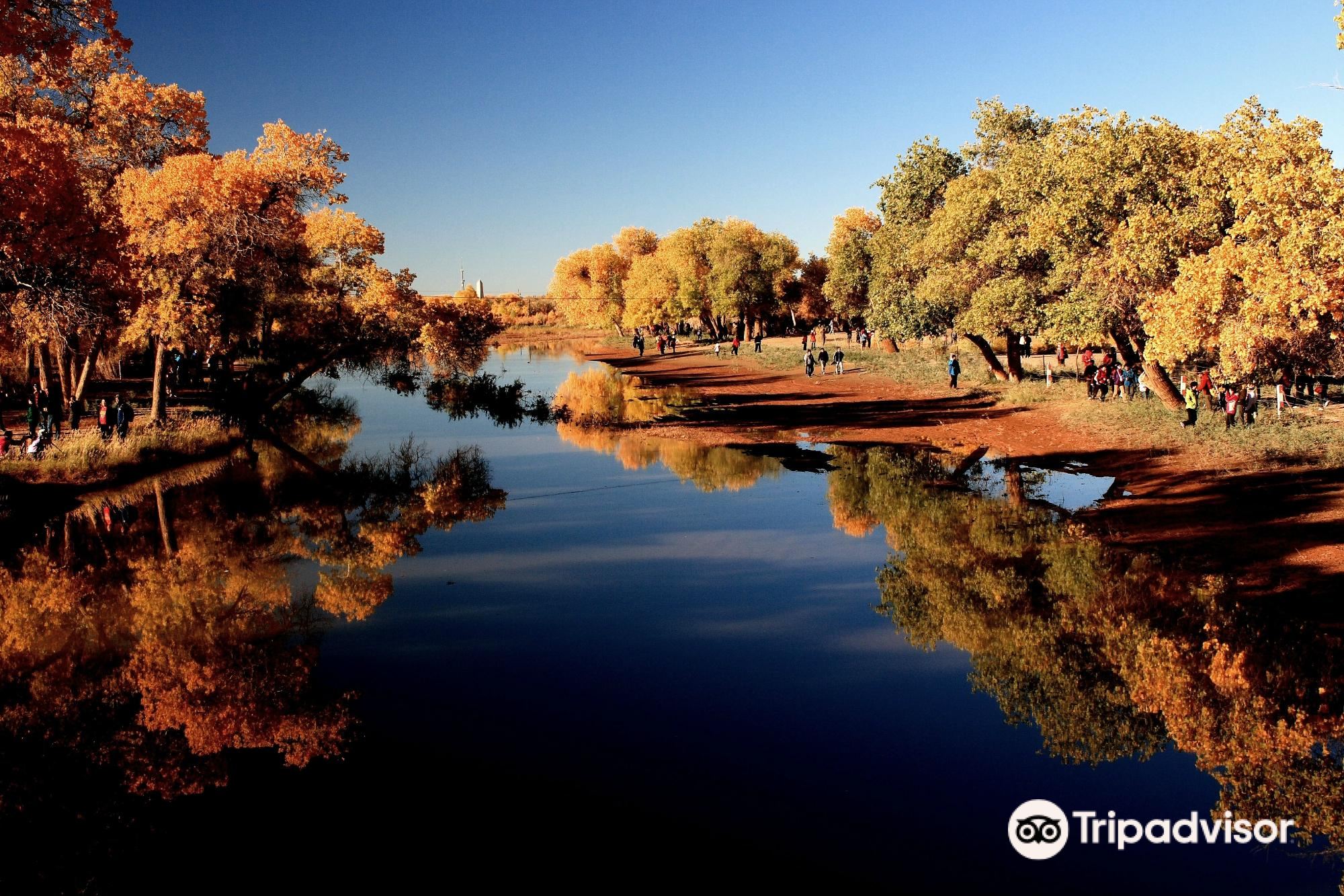 5-Day Ejin Banner Tour: Withered Tree Forest, Hei Cheng's ancient allure
