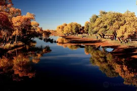 5-Day Ejin Banner Tour: Withered Tree Forest, Hei Cheng's ancient allure