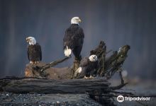 Chilkat Bald Eagle Preserve景点图片