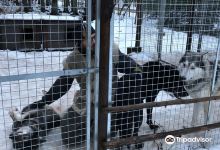 Arctic Wolfland Sanctuary景点图片