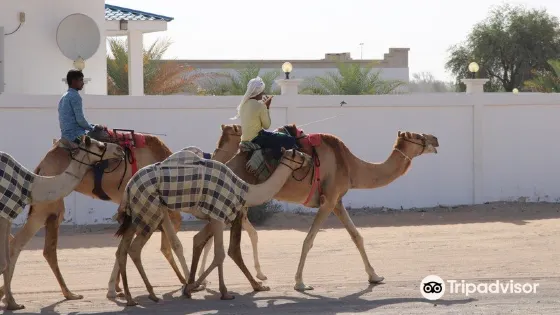 Camel Souk