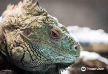 Reptilienhaus景点图片