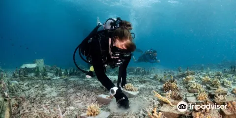 熱帶研究與保護中心