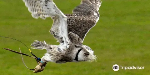 Hawkridge Bird of Prey Centre