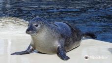 Seaquarium-勒格罗－迪鲁瓦