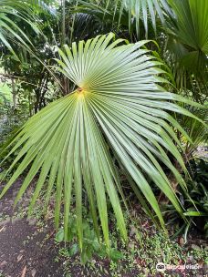 Jardin Creole-勒马兰