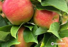 Doe Orchards景点图片