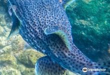 Gold Coast Dive Centre景点图片