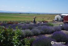 Cascade Lavender景点图片