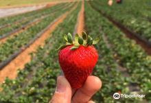 Temecula Valley Strawberry Farms景点图片