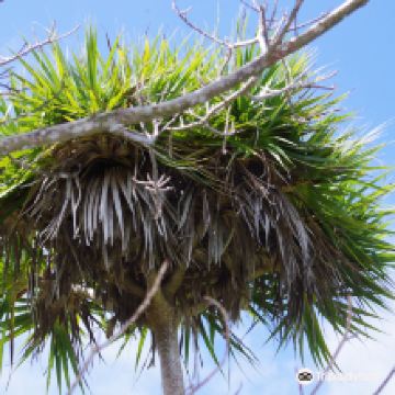 罗德里格斯岛图片