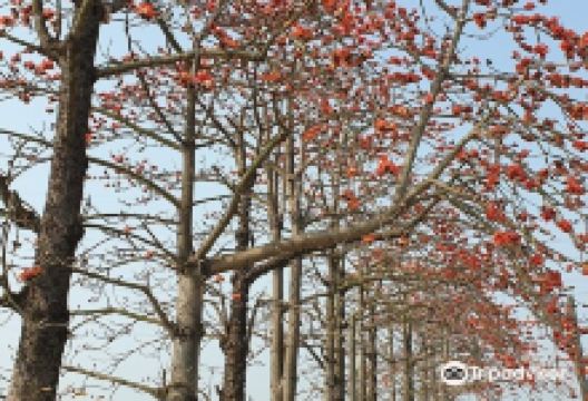 木棉花道景点图片