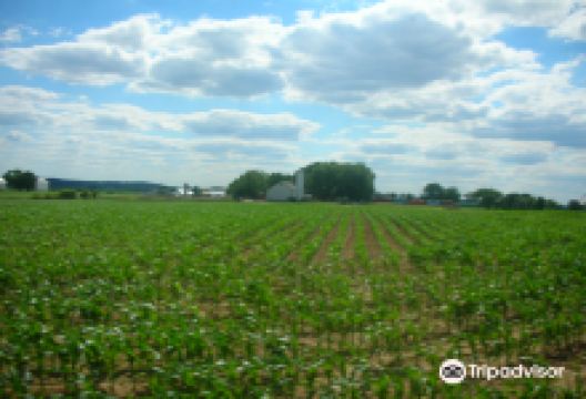 Verdant View Farm景点图片