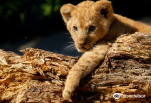 Safari Park Dvur Kralove景点图片