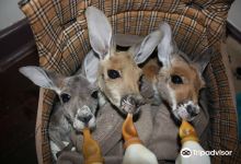 The Kangaroo Sanctuary景点图片