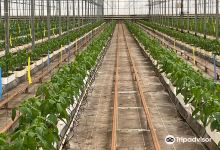 Clisol Turismo Agricola景点图片