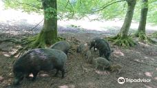 ErlebnisWald Trappenkamp-Daldorf